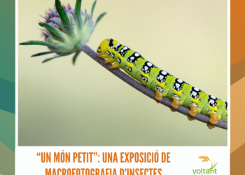 “Un món petit”: una exposició de macrofotografia d’insectes