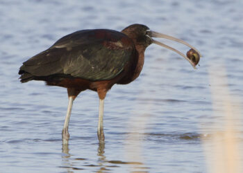El Parc Natural del delta de l’Ebre es consolida com un dels espais més importants de la Mediterrània per a l’observació d’ocells