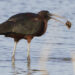 El Parc Natural del delta de l’Ebre es consolida com un dels espais més importants de la Mediterrània per a l’observació d’ocells
