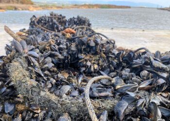 Mort massiva de musclos al Delta per les altes temperatures