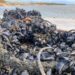 Mort massiva de musclos al Delta per les altes temperatures