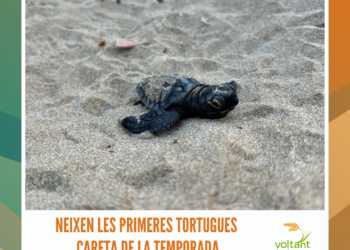 Neixen al delta de l’Ebre les primeres tortugues careta de la temporada