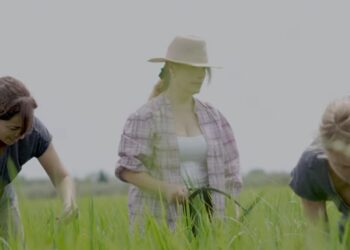 “Arròs, la sang del Delta” s’estrena a YouTube coincidint amb les festes de la sega del Delta de l’Ebre