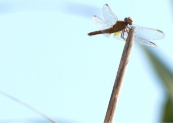 L’explosió de libèl·lules al Delta redueix la població del mosquit