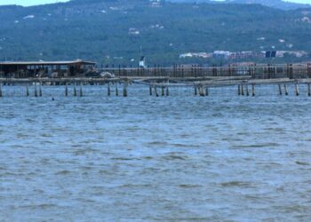 L’onada de calor podria haver matat el 80% de la cria de musclo al delta de l’Ebre