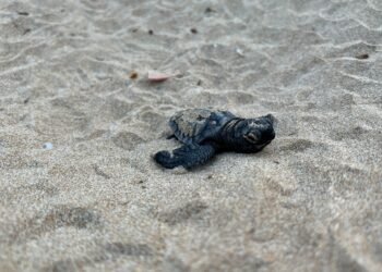 Neixen un centenar de tortugues careta al Parc Natural del Delta de l’Ebre
