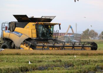 Els arrossaires del Delta afronten la campanya de sega entre preus baixos i plagues de caragol poma
