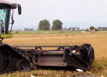 La sega de l’arròs s’intensifica al Delta amb dubtes pels preus, les noves varietats i el repunt del caragol maçana