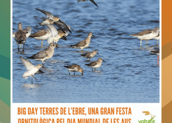Big Day Terres de l’Ebre, una gran festa ornitològica pel Dia Mundial de les Aus