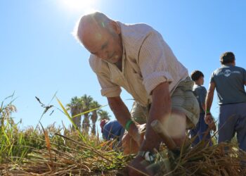 Deltebre acull La Sega dins de Catalunya, Regió Mundial de la Gastronomia 2025