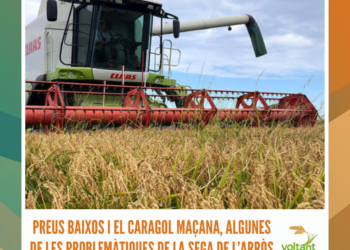 Preus baixos i el caragol maçana, algunes de les problemàtiques de la sega de l’arròs