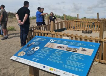 Este cap de setmana s’ha dut a terme l’alliberament de l’últim niu de tortuga careta de la temporada al Delta