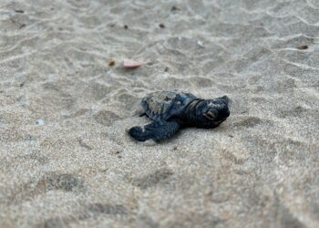 Excel·lent temporada de nidificació de tortugues careta al Delta de l’Ebre