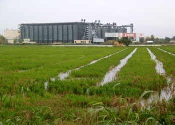 Les pluges al delta de l’Ebre malmeten part de la collita d’arròs que quedava per segar