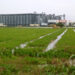 Les pluges al delta de l’Ebre malmeten part de la collita d’arròs que quedava per segar