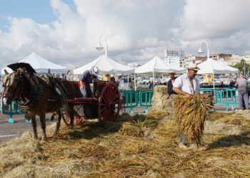 L’Ampolla es prepara per viure la Festa de la Sega dins del marc de les Jornades Gastronòmiques de l’Arròs