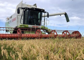 L’arròs del Delta pateix una baixada de preus per la gran producció en altres zones d’Europa