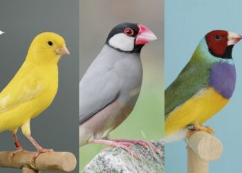 La 23a Mostra de Canaricultura i Altres Ocells de Deltebre, cancel·lada per la dermatosi nodular