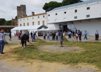 La Festa de la Sega de Camarles, prevista per aquest diumenge, podria veure’s afectada per la previsió de pluges
