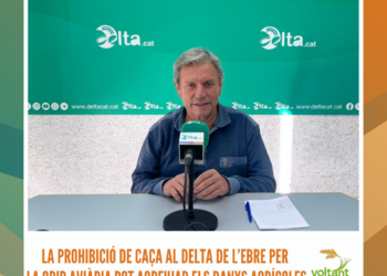 La prohibició de caça al delta de l’Ebre per la grip aviària pot agreujar els danys agrícoles