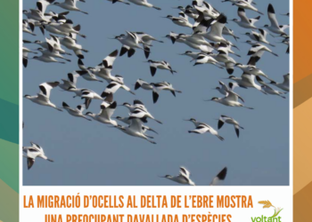 La migració d’ocells al delta de l’Ebre mostra una preocupant davallada d’espècies﻿