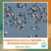 La migració d’ocells al delta de l’Ebre mostra una preocupant davallada d’espècies﻿
