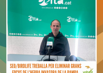 Seo/BirdLife treballa per eliminar grans focus de l’herba invasora de la pampa