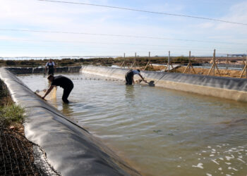 L’aqüicultura, una gran desconeguda que pot ser la principal font de peix en el futur