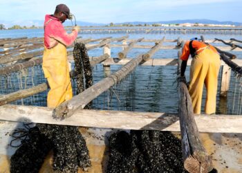 Els musclaires sembren un milió i mig de quilos de cria comprada de nou a Itàlia i Grècia per la mortalitat de l’estiu