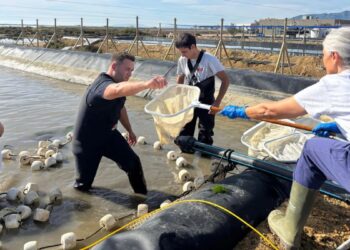 L’IRTA impulsa un projecte per una aqüicultura més sostenible, resilient i competitiva