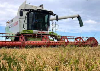 Unió de Pagesos defineix com a “bastant dolenta” la campanya d’arròs a Catalunya