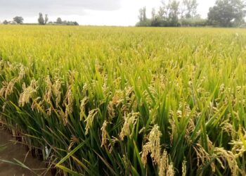 Primera extracció d’oli d’arròs al delta de l’Ebre, un avenç innovador per a la cosmètica natural i l’alimentació local