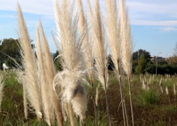L’herba de la pampa, una amenaça per a la biodiversitat del delta de l’Ebre
