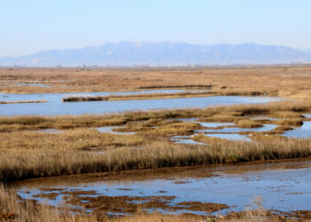 La Federació de Caça alerta que la prohibició per grip aviària pot agreujar els danys agrícoles al Delta