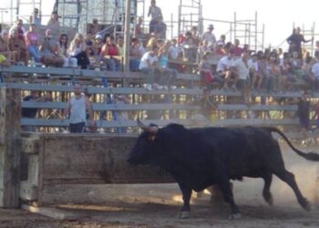 La Festa de la Segregació de Camarles sense bous per la dermatosi nodular contagiosa