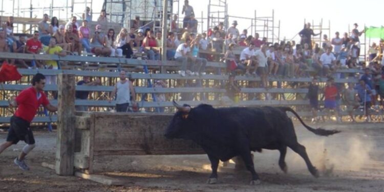Tarde de Bous a Camarles. La foto és de l'ajuntament de Camarles