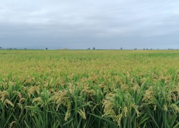 Agricultura abona 5,17 milions en ajuts agroambientals, amb el gruix destinat als arrossars del Delta de l’Ebre