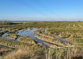 Entitats europees alerten que la desregulació comunitària de la gestió de l’aigua amenaça ecosistemes
