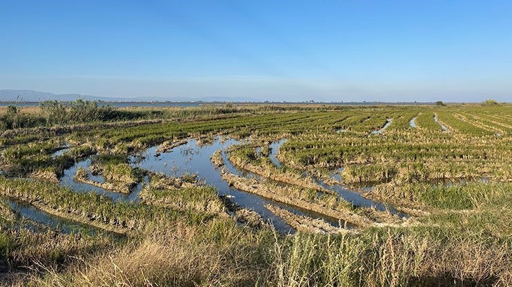 Entitats europees alerten que la desregulació comunitària de la gestió de l’aigua amenaça ecosistemes