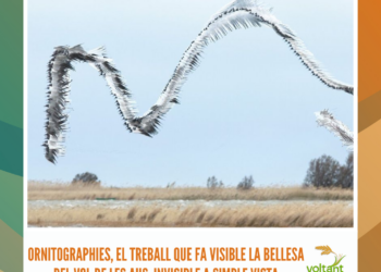 Ornitographies, el treball que fa visible la bellesa del vol de les aus, invisible a simple vista