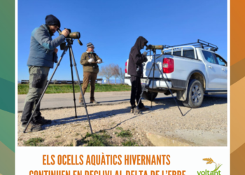 Els ocells aquàtics hivernants continuen en declivi al delta de l’Ebre