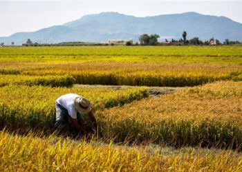 Campanya arrossera 2025 al Delta estable i de qualitat, però en risc per la competència deslleial i els costos elevats