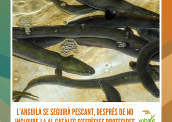 L’anguila se seguirà pescant, després de no incloure-la al catàleg d’espècies protegides