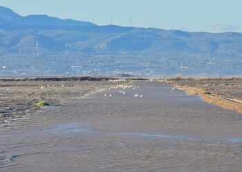 Els agricultors del Delta avalen actuacions d’emergència per evitar més danys als camps afectats pel temporal