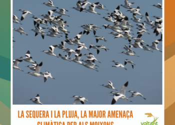 La sequera i la pluja, la major amenaça climàtica per als moixons