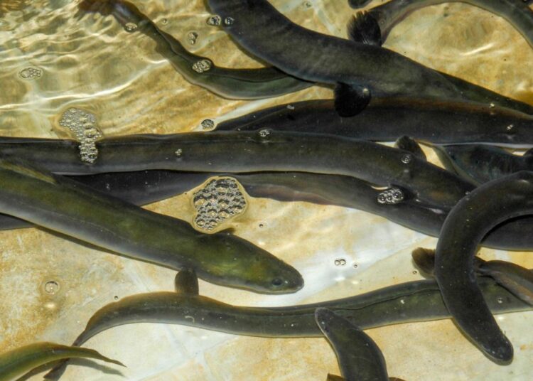 Ecologistes en Acció demana a la Generalitat que voti a favor de declarar l’anguila en perill d’extinció