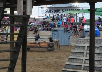 La Mesa de Treball dels Bous estableix els protocols davant les pandèmies animals