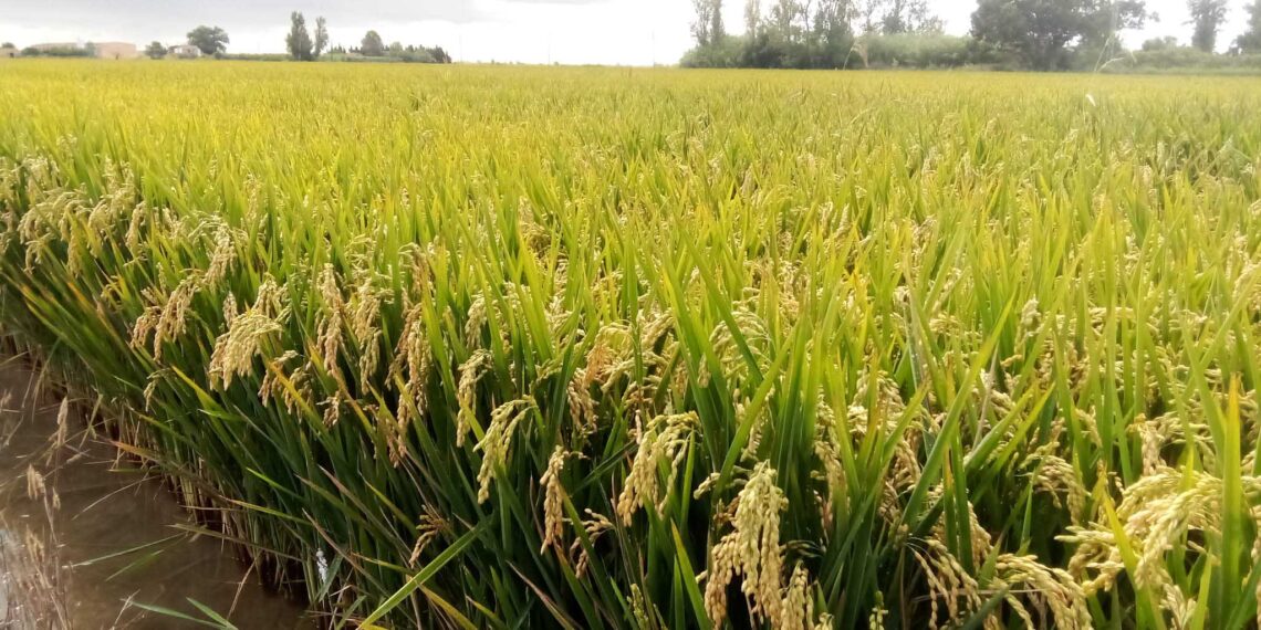 Unió de Pagesos alerta dels efectes dels tractats de lliure comerç sobre la pagesia i crida a la manifestació de l’11 de febrer