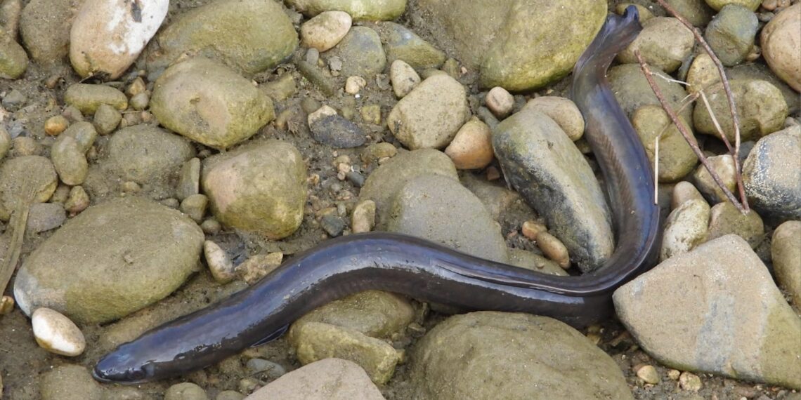 El Govern celebra que l’anguila no s’inclogue al catàleg d’espècies protegides i pugue continuar-se pescant