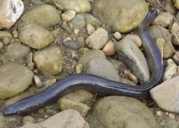 El Govern celebra que l’anguila no s’inclogue al catàleg d’espècies protegides i pugue continuar-se pescant